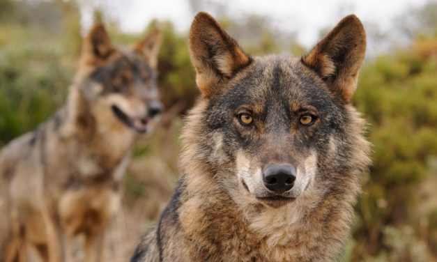 El lobo ibérico, desde hoy incluido en el Listado de Especies Silvestres en Régimen de Protección Especial tras su publicación en el BOE